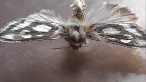 Cucullia argentea (капюшонница серебристая)