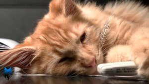 Кошка в доме. 10 причин, чтобы завести кошку.