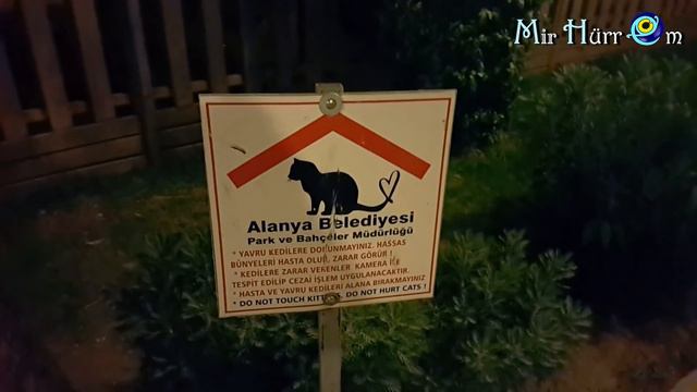 Усыпили котенка :-о Яйцеголовые? Верните лампу Ильича! Последняя прогулка по Алании