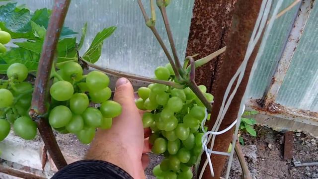 Виноград Восторг идеальный в Подмосковье на 10.07.19 в теплице смотреть онлайн