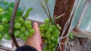 Виноград Восторг идеальный в Подмосковье на 10.07.19 в теплице