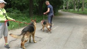 В продаже щенки немецкой овчарки  от Маркуса и Руфы. For sale German Shepherd puppies.