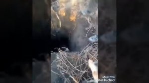 норная охота на барсука охота с ягдтерьером охота с лайками ягдтерьер Пуля зсл Вюга