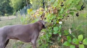 Weimaraner eating blackberries