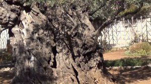 Израиль, экскурсия..