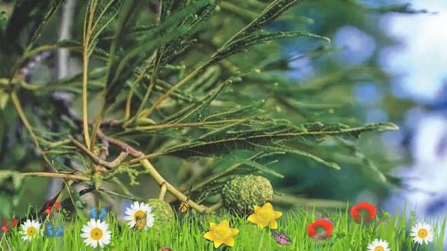 Ольха черная (imperialis) ? Обзор: посадка и уход. крупномеры ольхи : описание и особенности смотреть онлайн