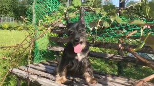 Китайский хохлатый шнауцер