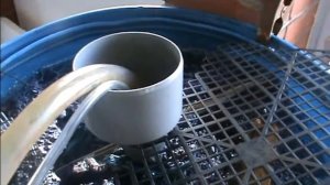 Биофильтр  бюджетный. Сомы в домашнем бассейне