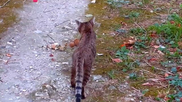 Черно-белый котик защищал свою территорию, всех разогнал.