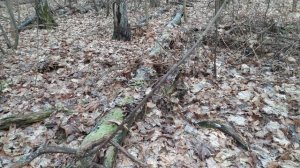 В лес за дровами, или как избежать наказания ?