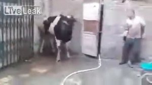 Неудачная попытка зарезать быка!