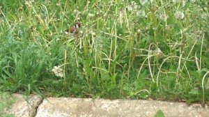 ЩЕГОЛ птица