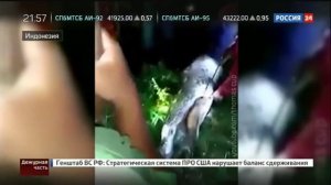В Индонезии мужчину вырезали из тела проглотившего его питона !!!