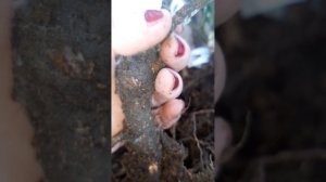 Хороший питомник роз -  rozykubani.ru