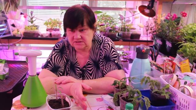 Огородники! Их разметают как горячие пирожки! Какими фитолампами пользуюсь. смотреть онлайн