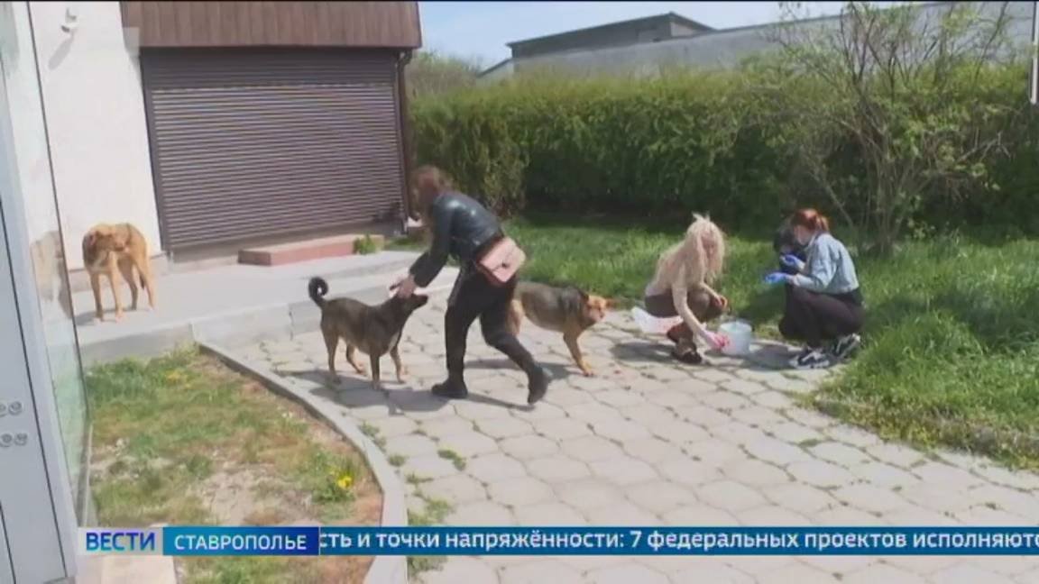 Вопросы водоснабжения, ход уборочной кампании и отлов бездомных животных обсудили в правительстве