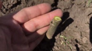 ГРЕЦКИЙ ОРЕХ, КАК ВЫБРАТЬ ПРИВИТЫЙ САЖЕНЕЦ ИЛИ СЕЯНЕЦ. КАК ОТЛИЧИТЬ ПРИВИВКУ. А ИДЕАЛ ЛИ?