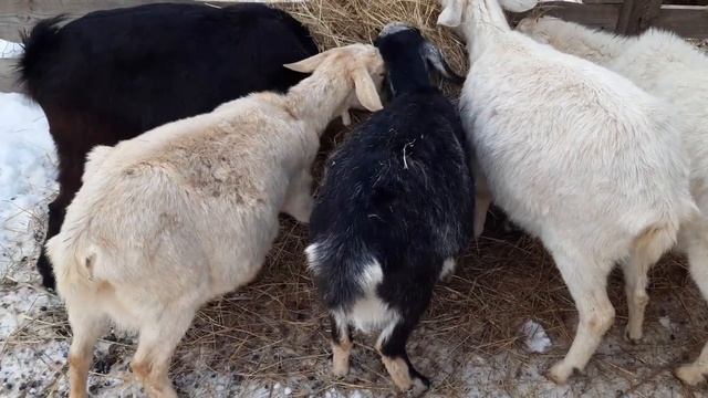 Можно ли давать есть послед козе после окота и почему коза беспокойно себя ведет после окота.?????? смотреть онлайн