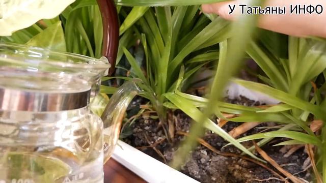 Как использовать ПЕРЕКИСЬ ВОДОРОДА для ухода за комнатными растениями!