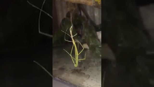 как линяет вьетнамский палочник смотреть онлайн