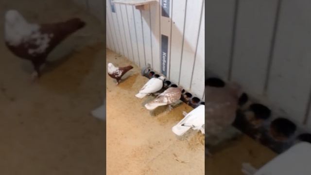 ??♂️❤Уборка в голубятне ??и кормление голубей? по просьбе подписчиков❤? смотреть онлайн