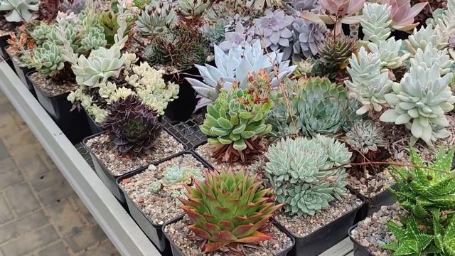 Коллекция больших Эчеверий в Подмосковье смотреть онлайн