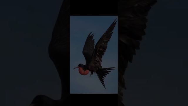 Великолепный ФРЕГАТ  - красногрудая большая  птица смотреть онлайн