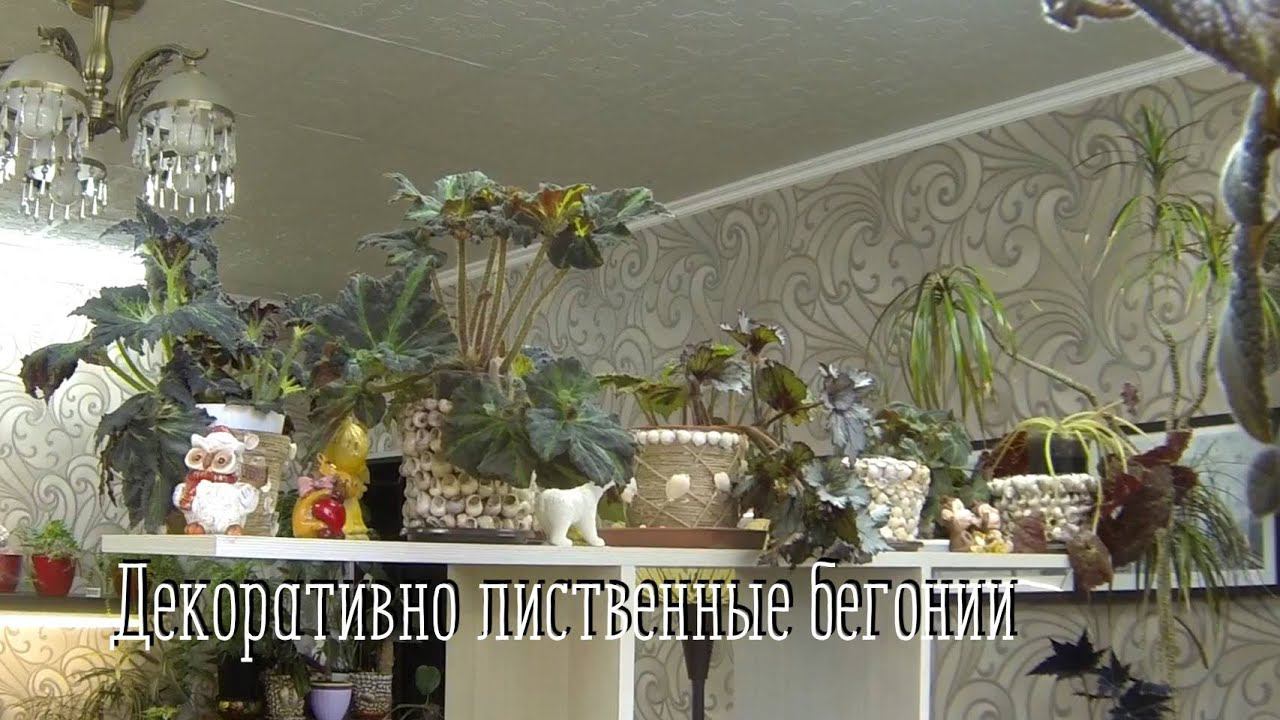 Комнатные цветы. Декоративно лиственные бегонии. #Комнатныецветы #Декоративнолиственныебегонии