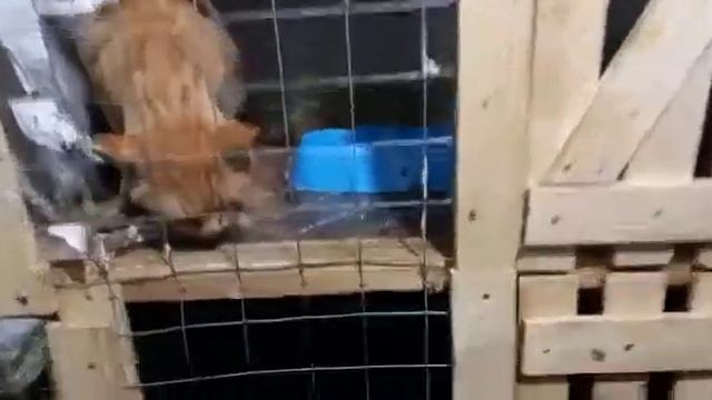 Рыжик просит свободы. Но пока нельзя. Еще не зажили ранки((( смотреть онлайн