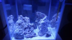 8. Запуск морского аквариума. Что такое живые камни?