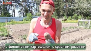 Сажаем картошку правильно: Показываем наш способ посадки, дающий богатый урожай