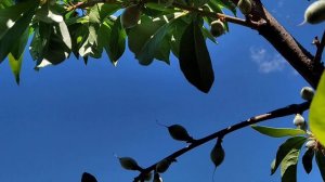 Нормирование завязи персика. Когда и для чего?