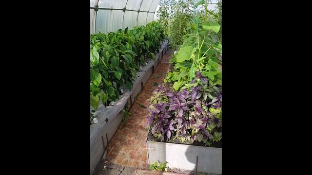 18 июня. Фото из моего сада. смотреть онлайн