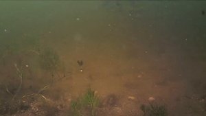 Рыбалка на леща  Реакция на бойлы  Подводная съемка