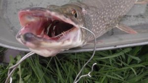 Рекордный улов.