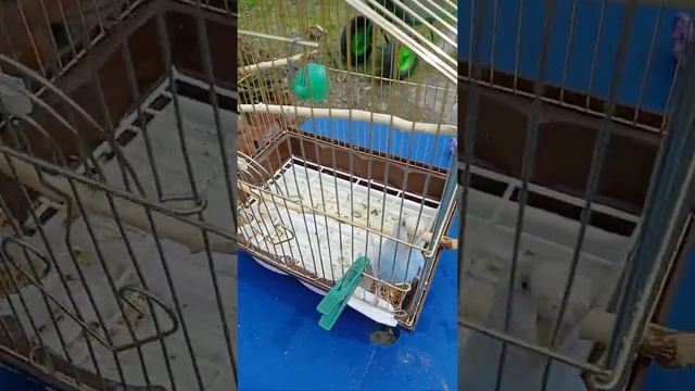 Снова переезд?? Теперь будем жить на улице! Наши питомцы. Переезд на Кубань из Сибири. Второй месяц