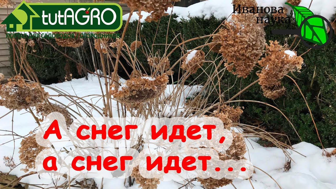 ОПЯТЬ МЕТЕЛЬ... Мульчирование СНЕГОМ! Как с ТОЛКОМ использовать СНЕГ в саду и в огороде.