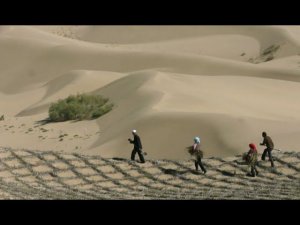 Китайская пустыня превратилась в оазис после 70 лет озеленения