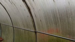 Чистые теплицы и #обзор цветов в саду на конец сентября  #сад