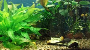 мой аквариум 150л.,и его обитатели🙂🐠🐠🐠#Будни аквариума