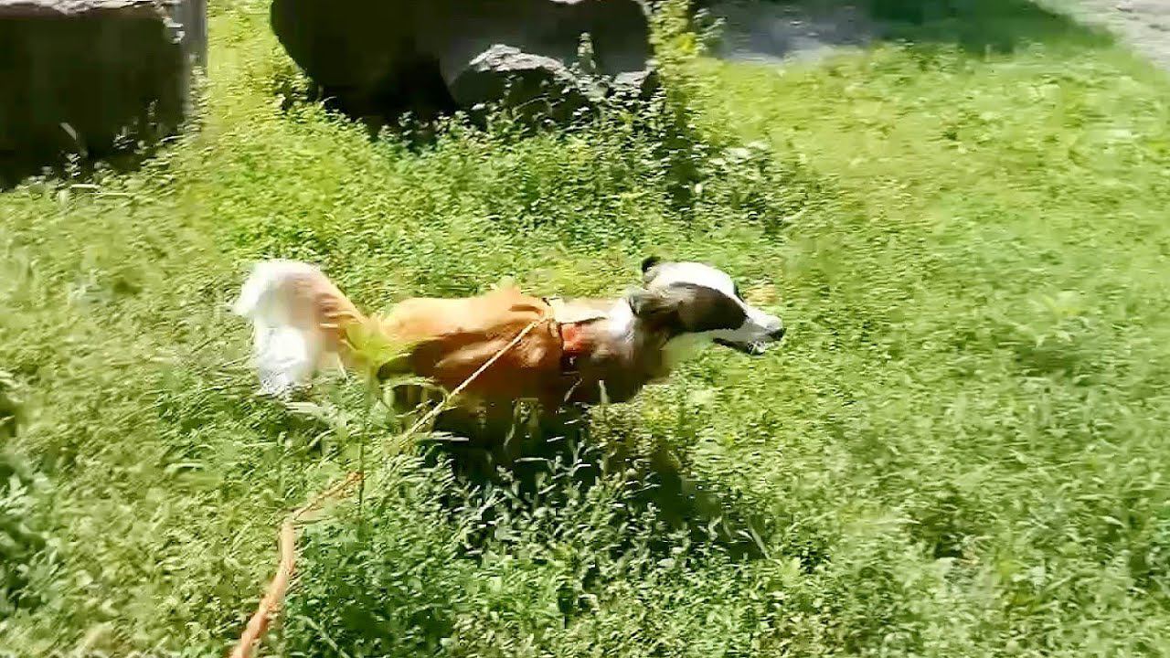 Шуля, бесячая и весёлая ))