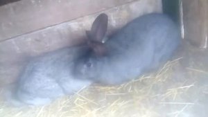 Как случить кролиху . и во сколько месяцев !!!