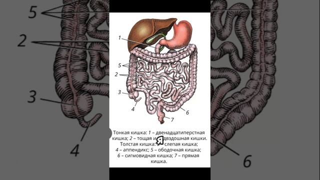 Про кишечник и запоры