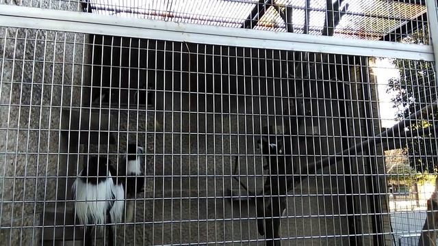 White-mantled Black Colobus at Ueno Zoological Gardens, Tokyo смотреть онлайн