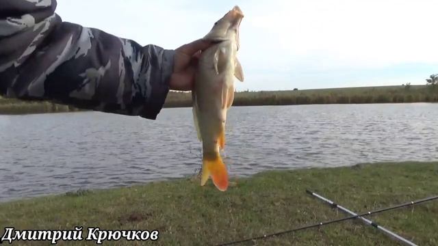 СУПЕР РЫБАЛКА - КАРПЫ и САЗАНЫ. Частный пруд село Веревкино Тбилисский район КУБАНЬ. Живите в Кайф! смотреть онлайн