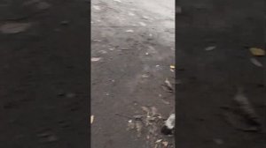 Масложор Mitsubishi lancer 1.6 бензин