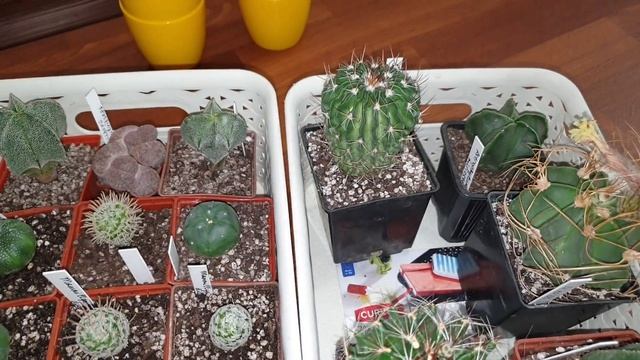 Кактусята)) Astrophytum и другие )? смотреть онлайн