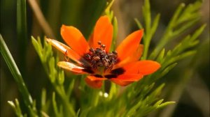 виртуальная экскурсия Волгоградские степи