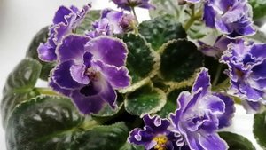 ФИАЛКА. Сорт ЛЕ-Лунтик. Описание сорта. Первое цветение.