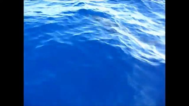 Dolfijnen kijken op La Palma 2, www.vakantiehuizenlapalma.nl смотреть онлайн